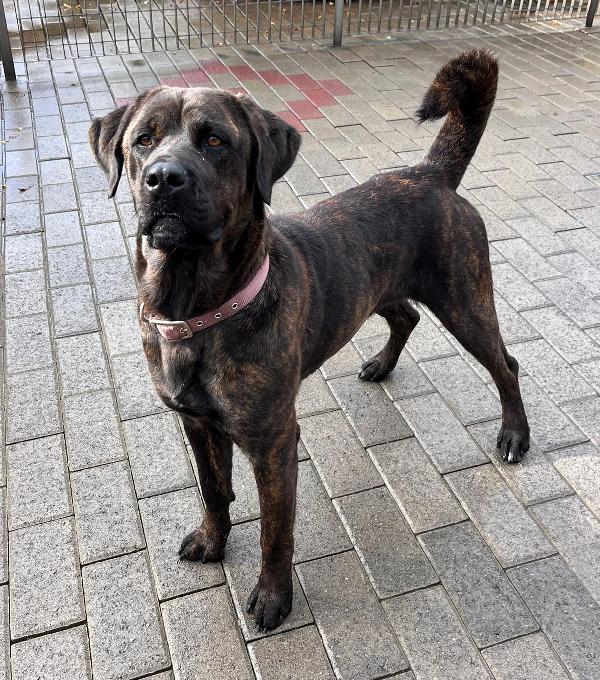 Tigrilla Cane Corso